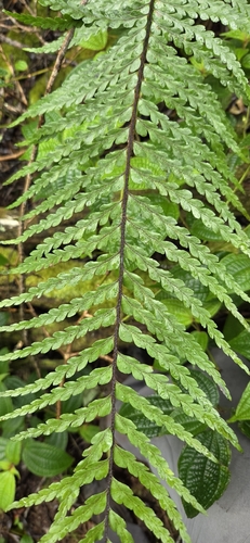 Asplenium caudatum, 2026-08-24