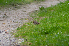 Erithacus rubecula rubecula