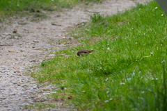 Erithacus rubecula rubecula