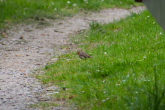 Erithacus rubecula rubecula