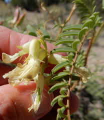 Astragalus praelongus