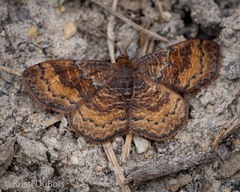 Leptostales rubromarginaria