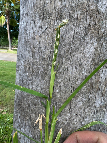 Stenotaphrum secundatum observed 2026-08-31