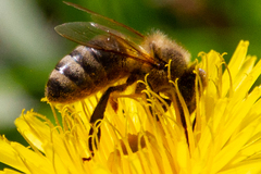 Apis mellifera