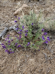 Penstemon kingii