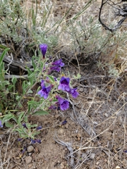 Penstemon kingii