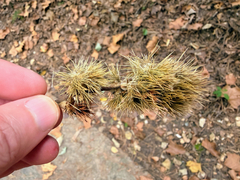 Castanea ozarkensis