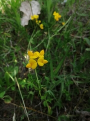 Lotus corniculatus