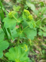 Alchemilla mollis