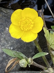 Ranunculus flabellaris