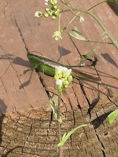 Slender Meadow Katydid