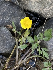Ranunculus flabellaris