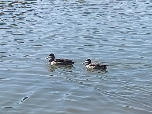 iNaturalist image