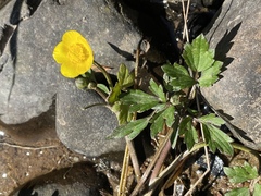 Ranunculus flabellaris