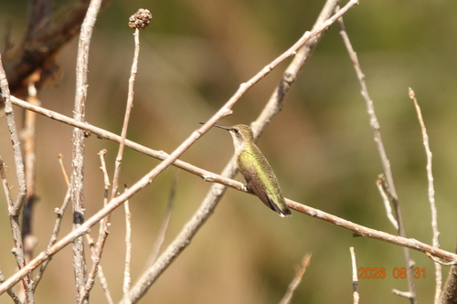 Black-chinned Hummingbird observed by duanedyer