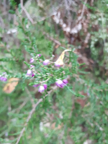 common heather