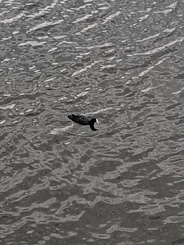 Eurasian Coot