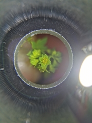 Alchemilla mollis