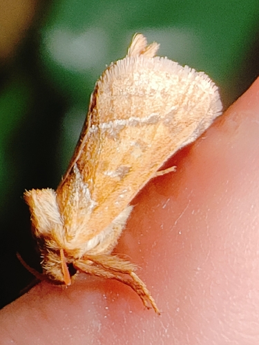 Orange Swift
