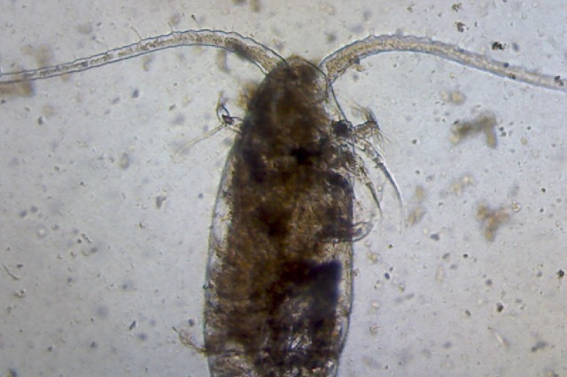 Clausocalanidae