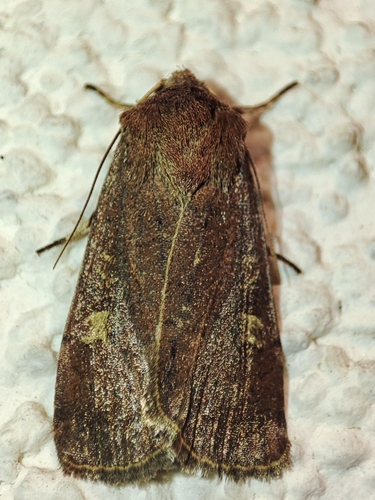 Square-spot Rustic