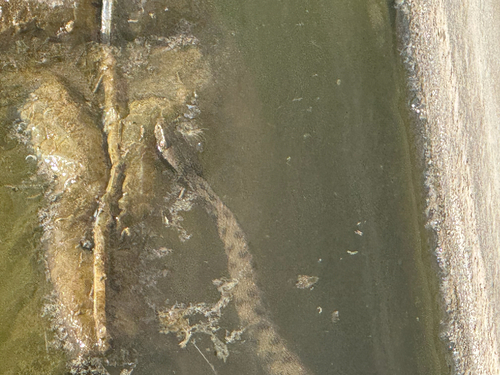 Tessellated Water Snake