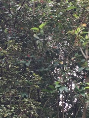 Cotoneaster glaucophyllus