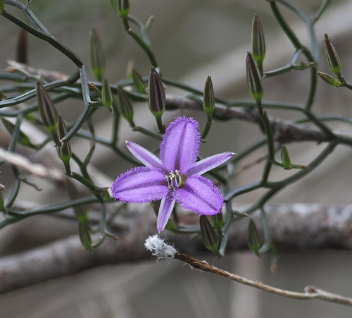 Thysanotus manglesianus, photograph 2
