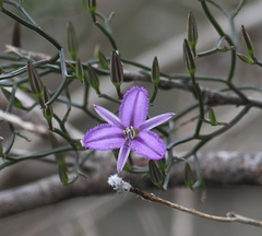 Thysanotus manglesianus, photograph (c) desertnaturalist, some rights reserved (CC BY)