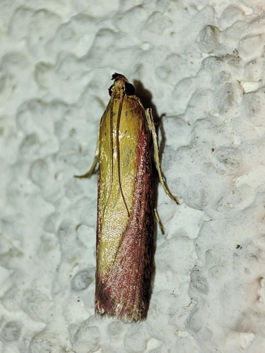 Rosy-striped Knot-horn