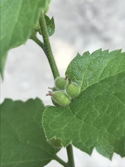 Celticecis celtiphyllia