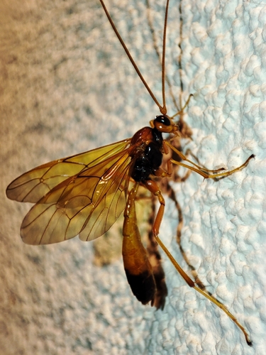Opheltes glaucopterus
