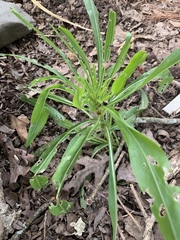 Liatris aspera