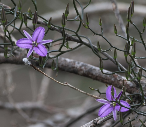 Thysanotus manglesianus, photograph 3