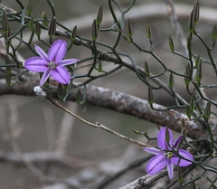 Thysanotus manglesianus, photograph (c) desertnaturalist, some rights reserved (CC BY)