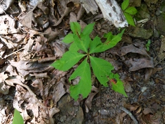 Dasineura parthenocissi