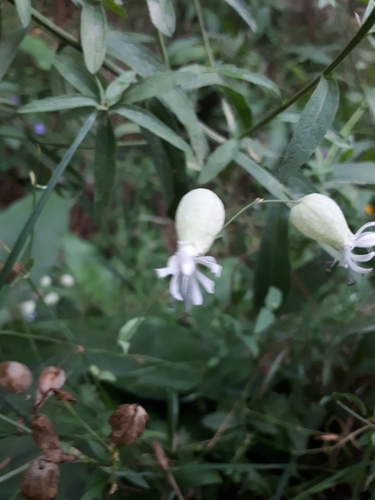 bladder campion