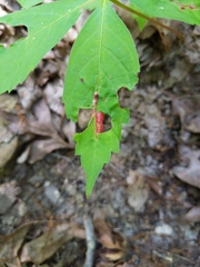 Dasineura parthenocissi