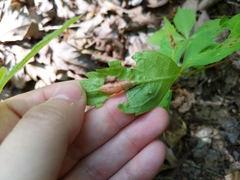 Dasineura parthenocissi