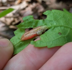 Dasineura parthenocissi