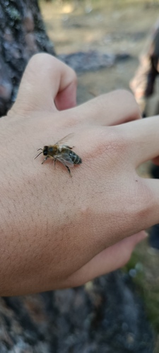 Western Honey Bee