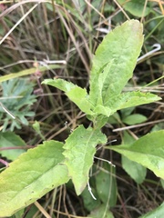 Eurybia radulina