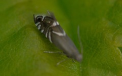Glyphipterix simpliciella