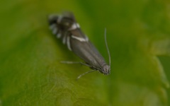 Glyphipterix simpliciella