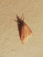 Udea ferrugalis