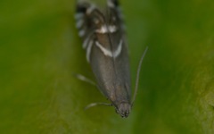 Glyphipterix simpliciella