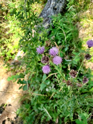 creeping thistle