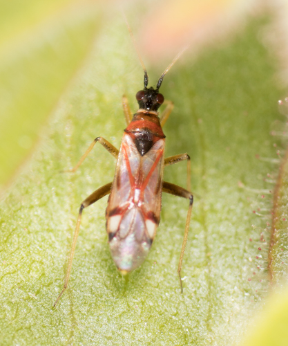 Tupiocoris rufescens
