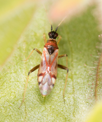 Tupiocoris rufescens