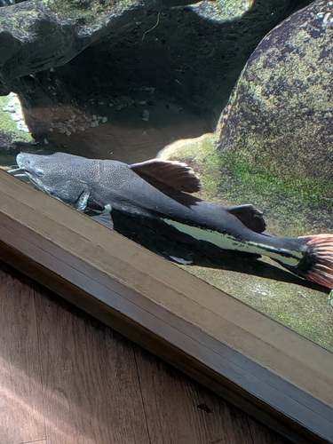 Red Tail Catfish